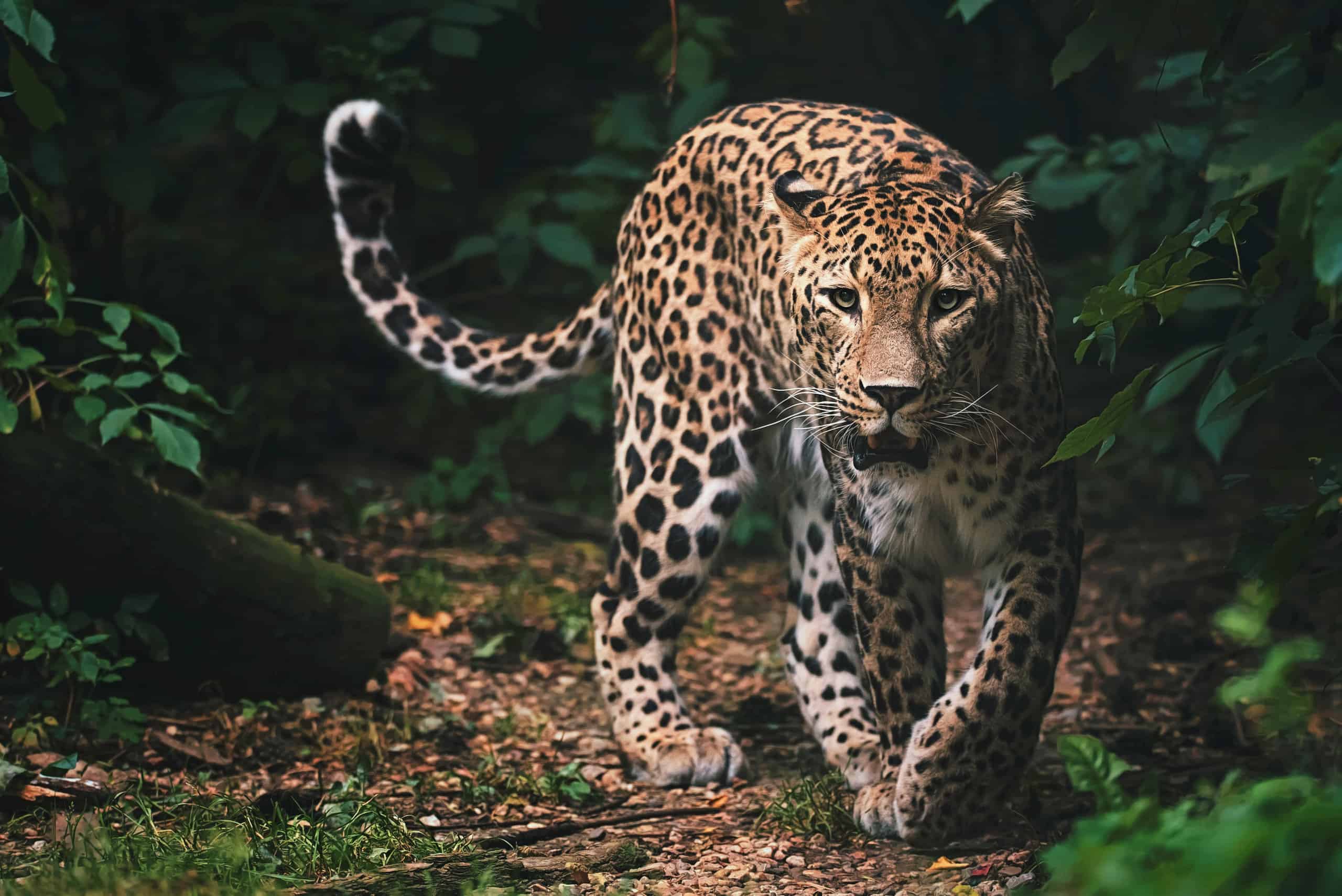Questo leopardo è incredibilmente calmo mentre si avvicina a una giraffa