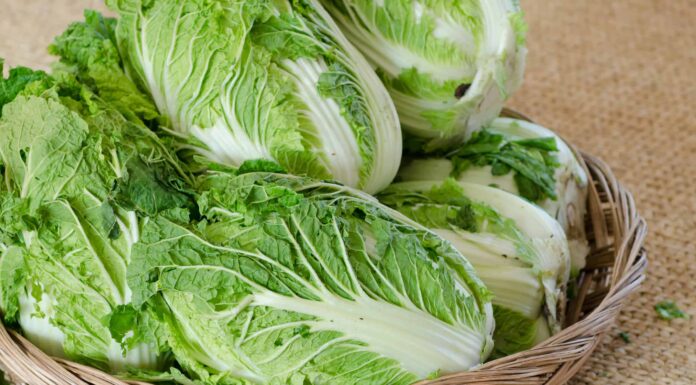 Cavolo cinese contro Bok Choy

