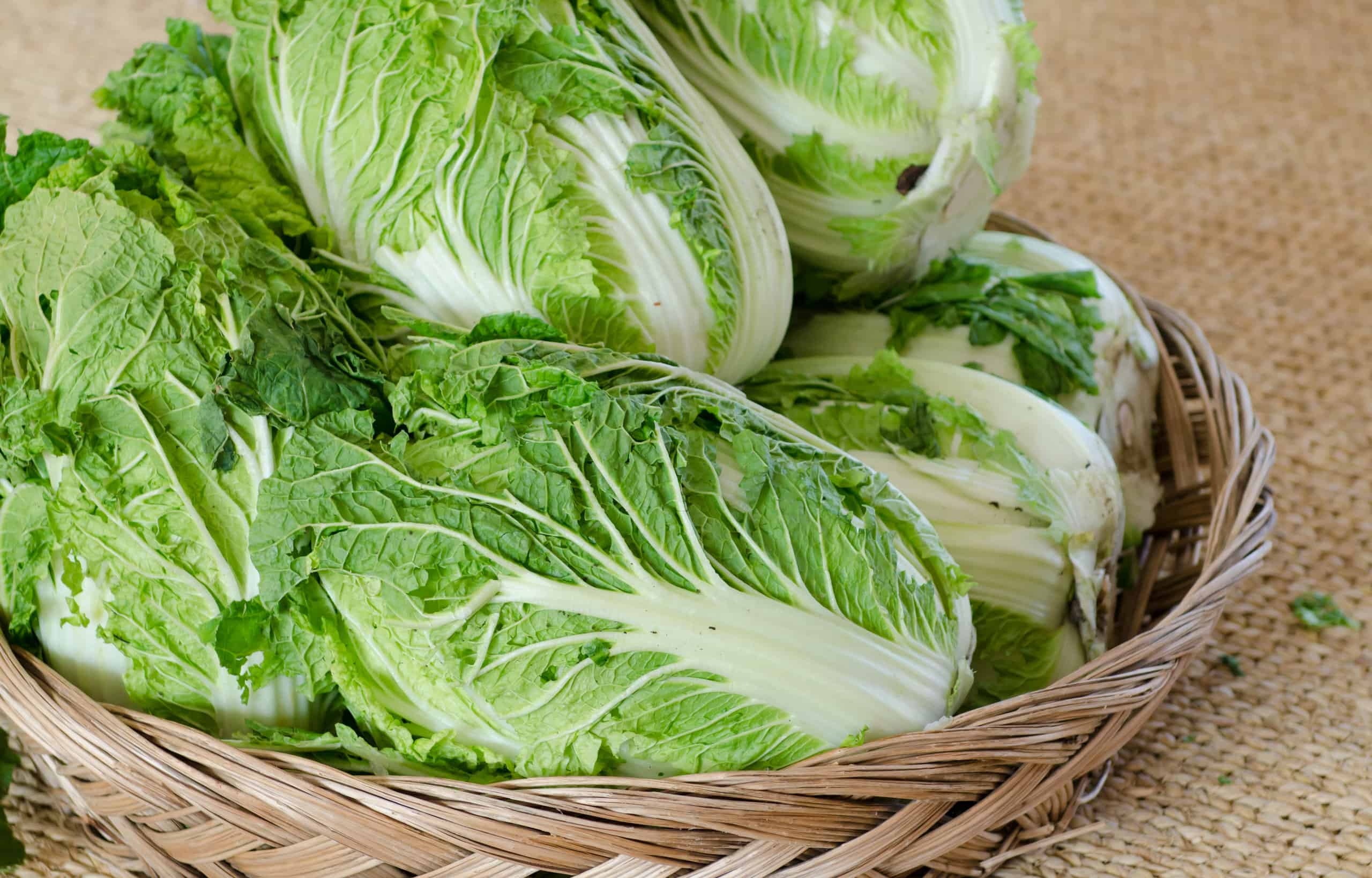 Cavolo cinese contro Bok Choy