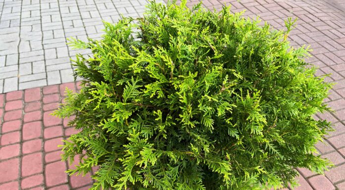 Arborvitae americana contro verde smeraldo: qual è la differenza?
