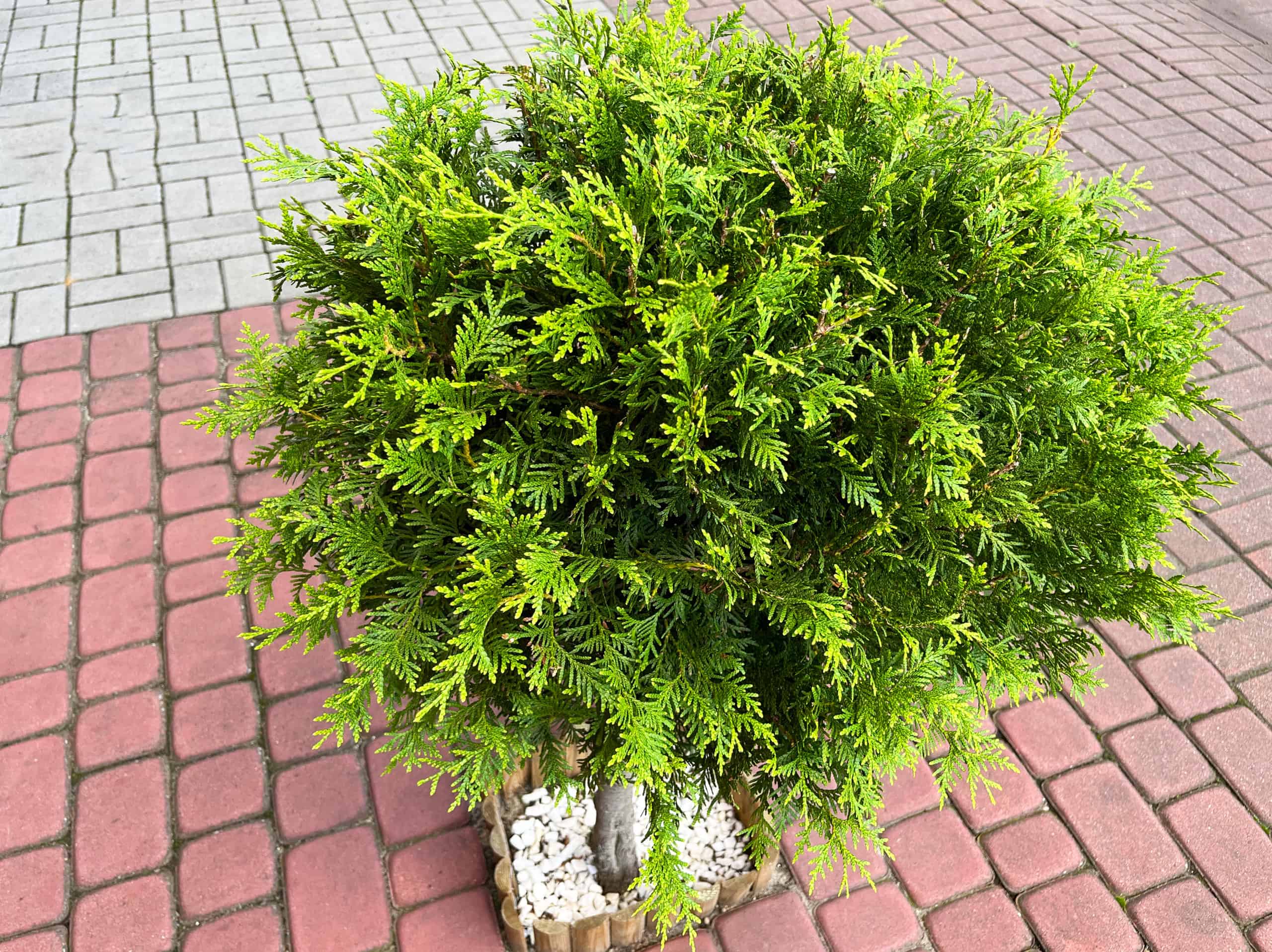 Arborvitae americana contro verde smeraldo: qual è la differenza?