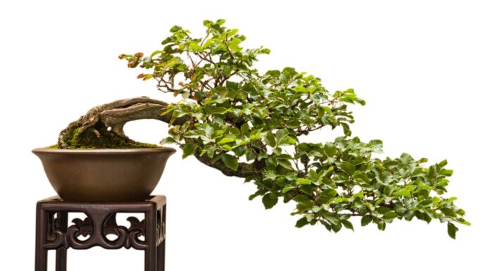 Types of Bonsai Trees