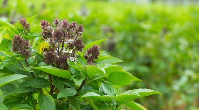 Basilico santo contro basilico tailandese
