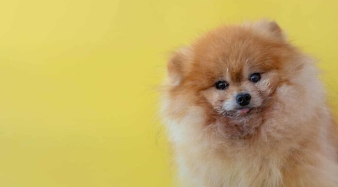  I cani possono mangiare la ricotta?  È salutare?
