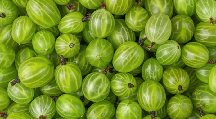 Ciliegia macinata vs uva spina: qual è la differenza?
