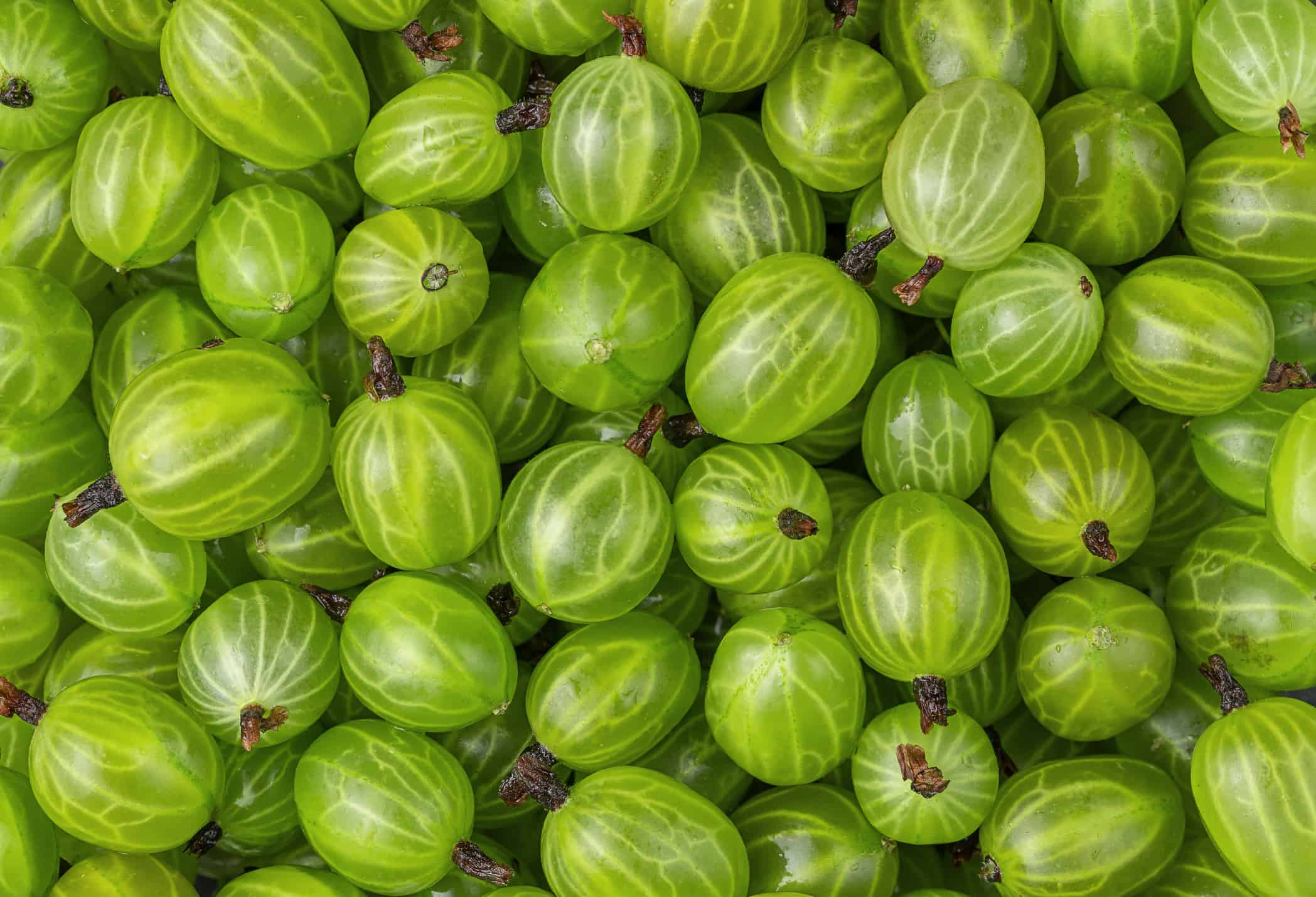 Ciliegia macinata vs uva spina: qual è la differenza?