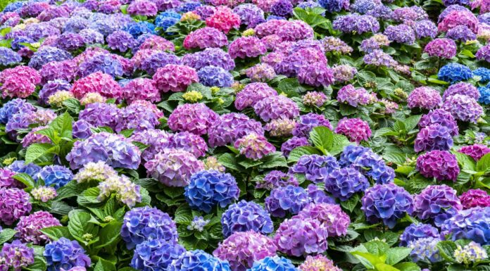 Ortensia contro rododendro: come distinguere
