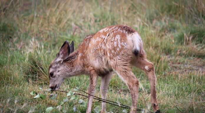 Stagione dei cervi in ​​​​West Virginia: tutto ciò che devi sapere per essere preparato
