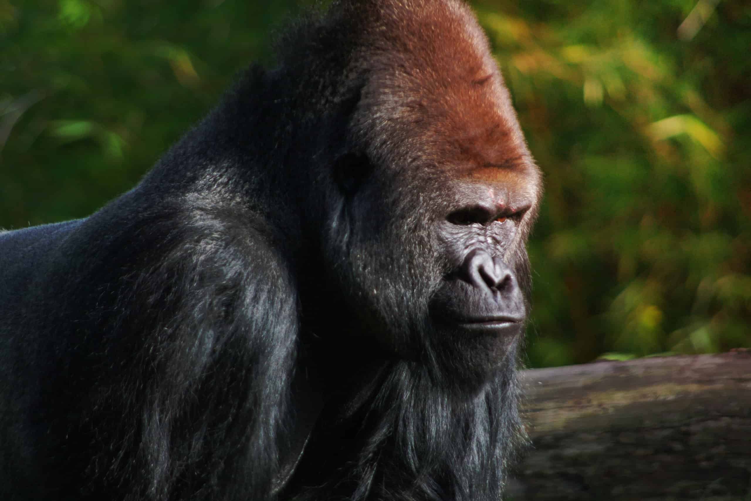 Guarda Due Silverback adulti in una battaglia di ginnastica a Omaha