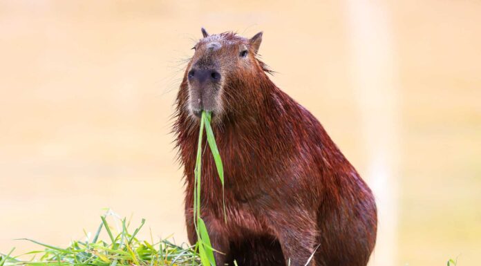 Dimensione del capibara: quanto pesano i capibara?
