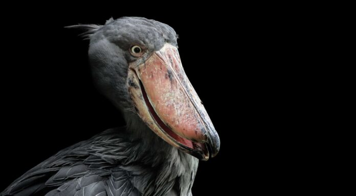 Cicogna dal becco a scarpa entra nella stanza suonando come una sparatoria di mitragliatrice
