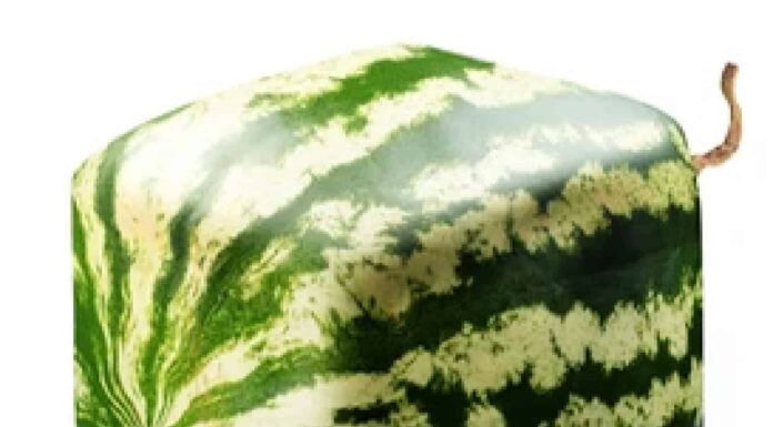 Square Watermelons