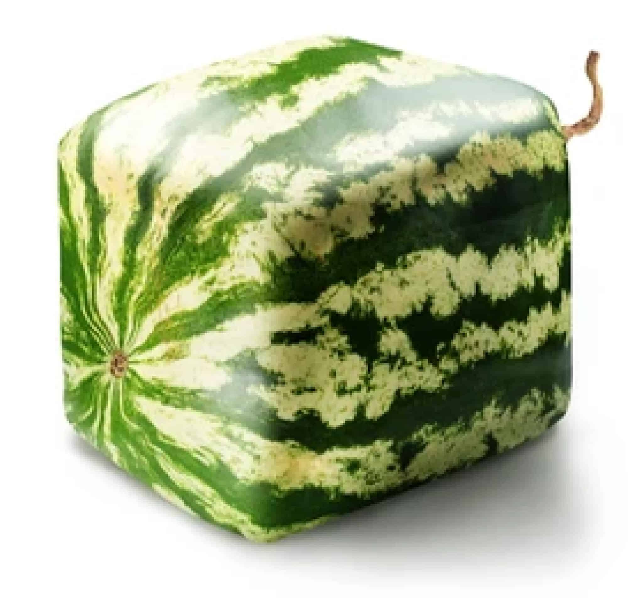 Square Watermelons
