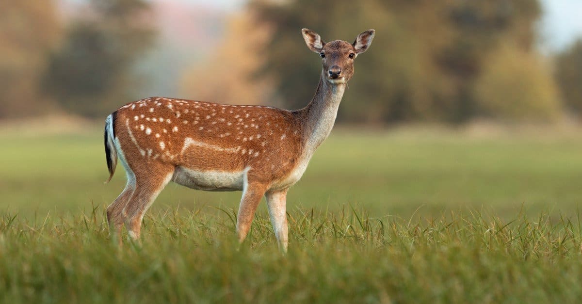 Chinese water deer standing in a meadow