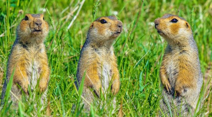  I roditori sono notturni o diurni?  Spiegato il loro comportamento durante il sonno
