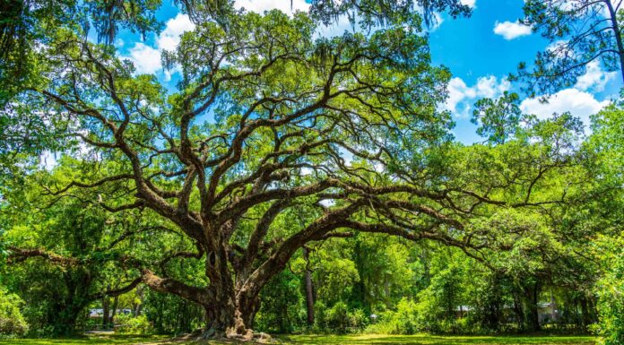 Live Oak vs Water Oak: qual è la differenza?
