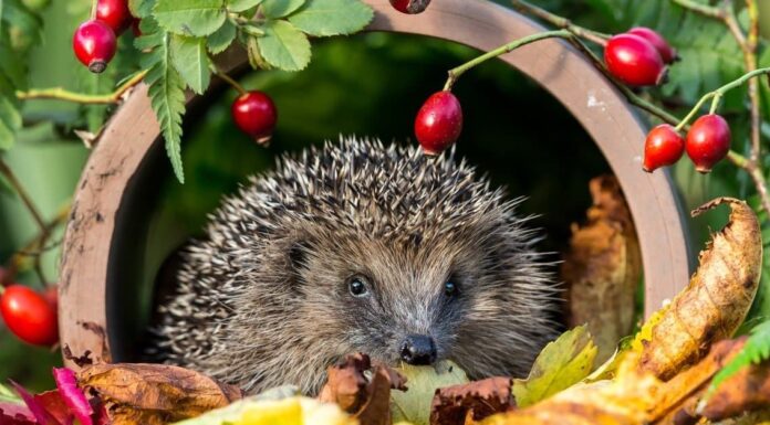  I ricci sono notturni o diurni?  Spiegato il loro comportamento durante il sonno
