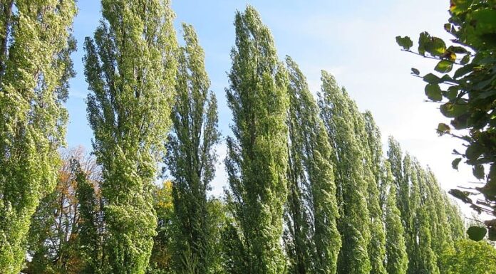 Scopri i 5 alberi a crescita più rapida in Florida
