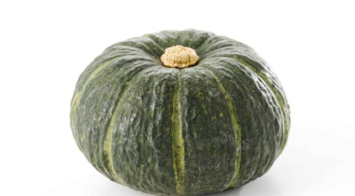 Kabocha contro zucca butternut
