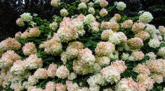 Pee Gee Hydrangea vs Limelight Hydrangea: quali sono le differenze?
