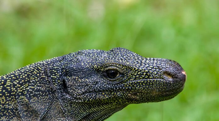 A questo varano non importa nemmeno che un enorme cobra gli stia mangiando il collo
