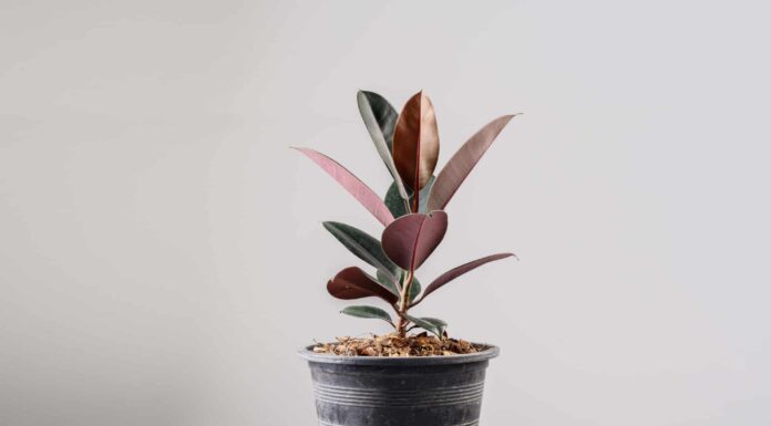 Astrological Houseplants