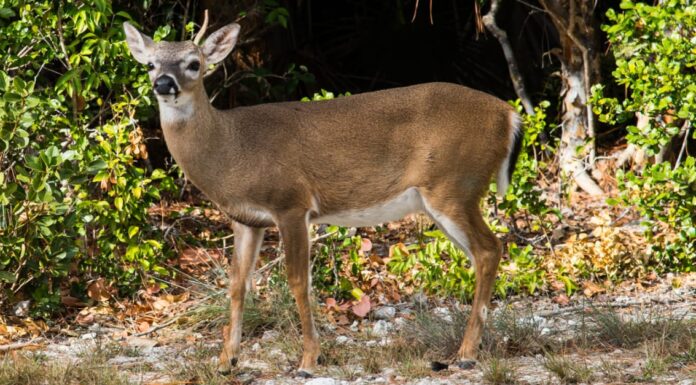 Florida Key Deer: ecco cosa li rende così speciali
