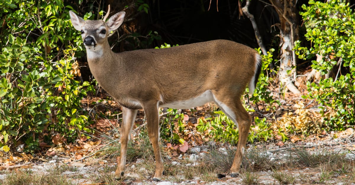 Florida Key Deer: ecco cosa li rende così speciali