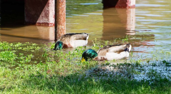 Stagione di caccia alle anatre in Iowa: date della stagione, limiti di borsa e altro
