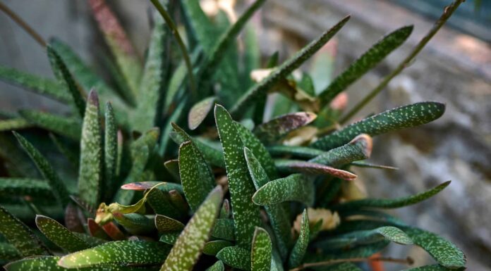 Gasteria vs. Haworthia: differenze chiave da conoscere
