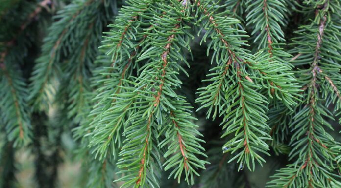 Abete rosso norvegese contro abete rosso blu: qual è la differenza?
