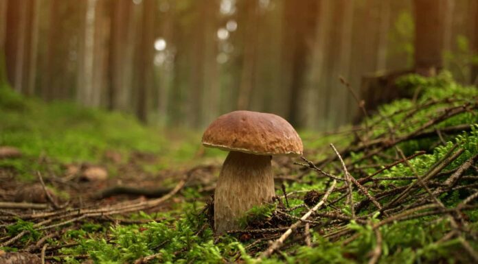types of edible mushrooms