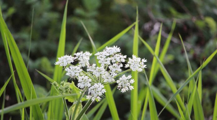 Scopri il bellissimo ma altamente tossico fiore che infesta il Texas

