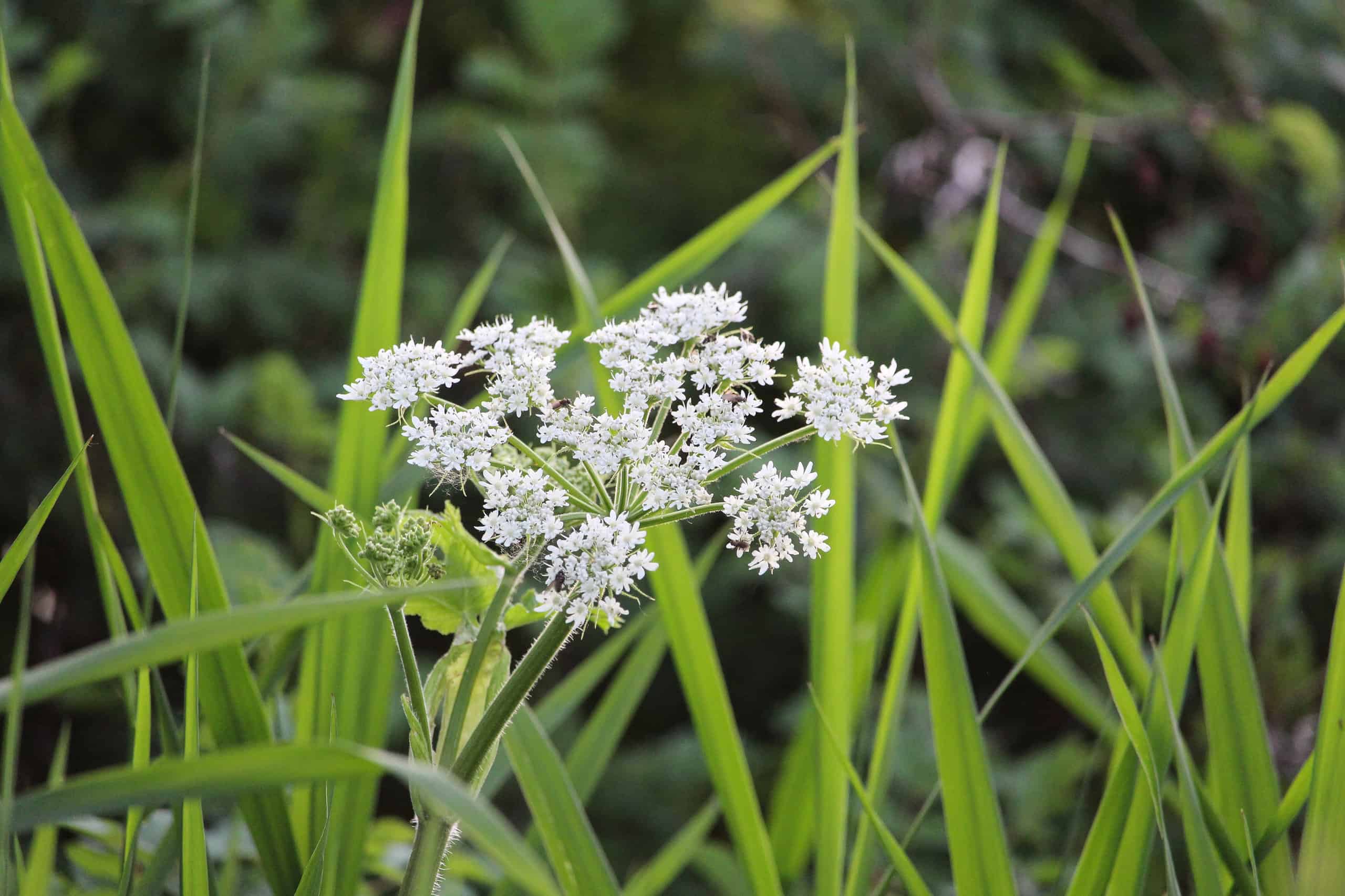 Scopri il bellissimo ma altamente tossico fiore che infesta il Texas