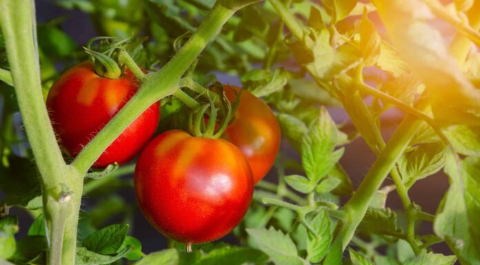 Celebrity Tomato contro Big Beef Tomato
