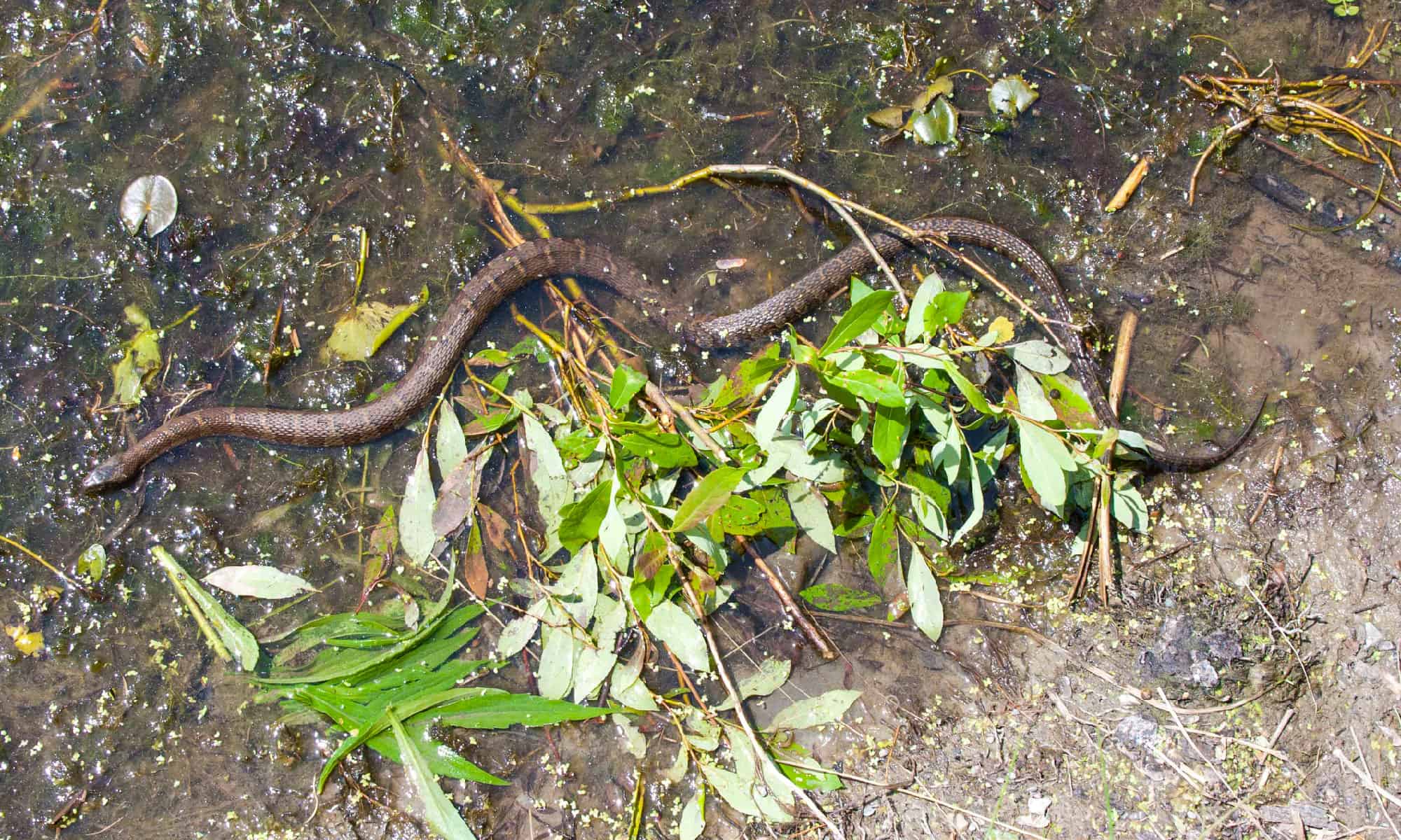 I laghi più infestati dai serpenti di New York