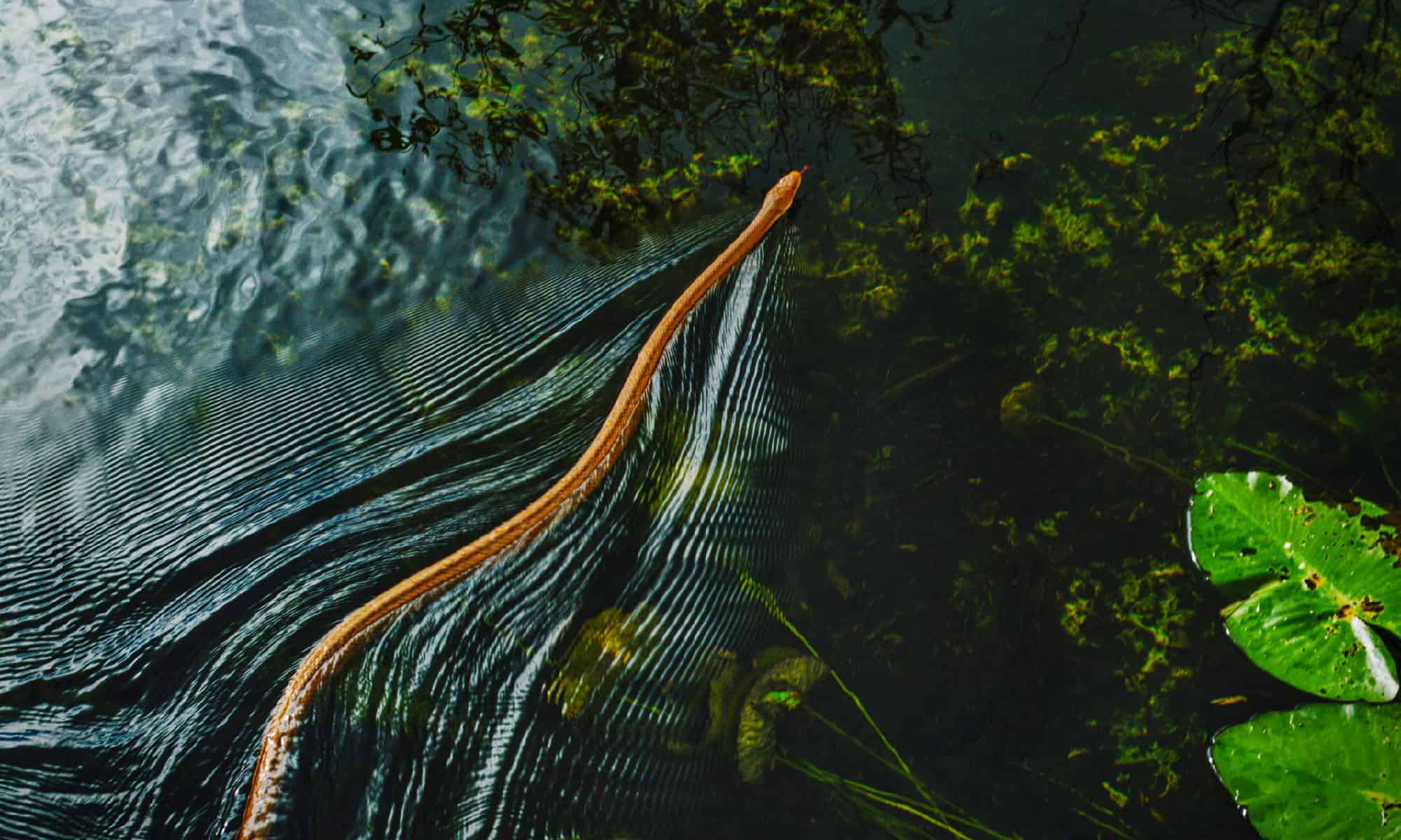 I laghi più infestati dai serpenti della Florida