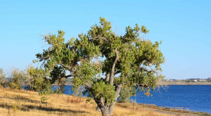Scopri i 5 alberi a crescita più rapida a New York
