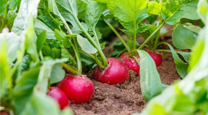 Rafano contro ravanello
