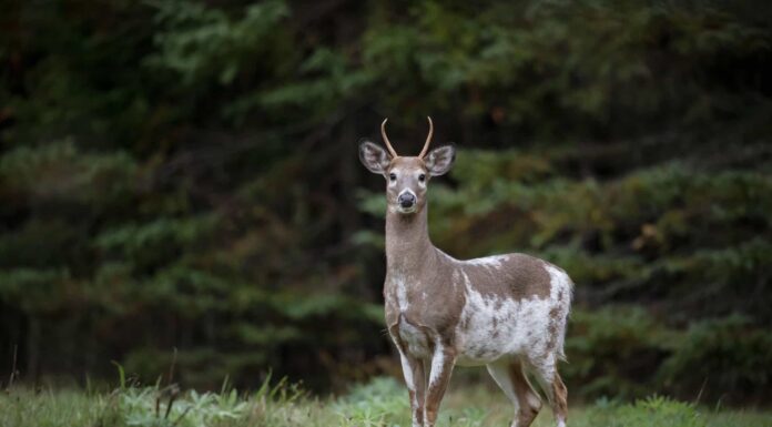 Cosa sono i cervi pezzati e quanto sono rari?
