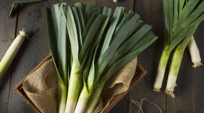 Porro contro scalogno
