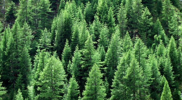 Larice contro Tamarack
