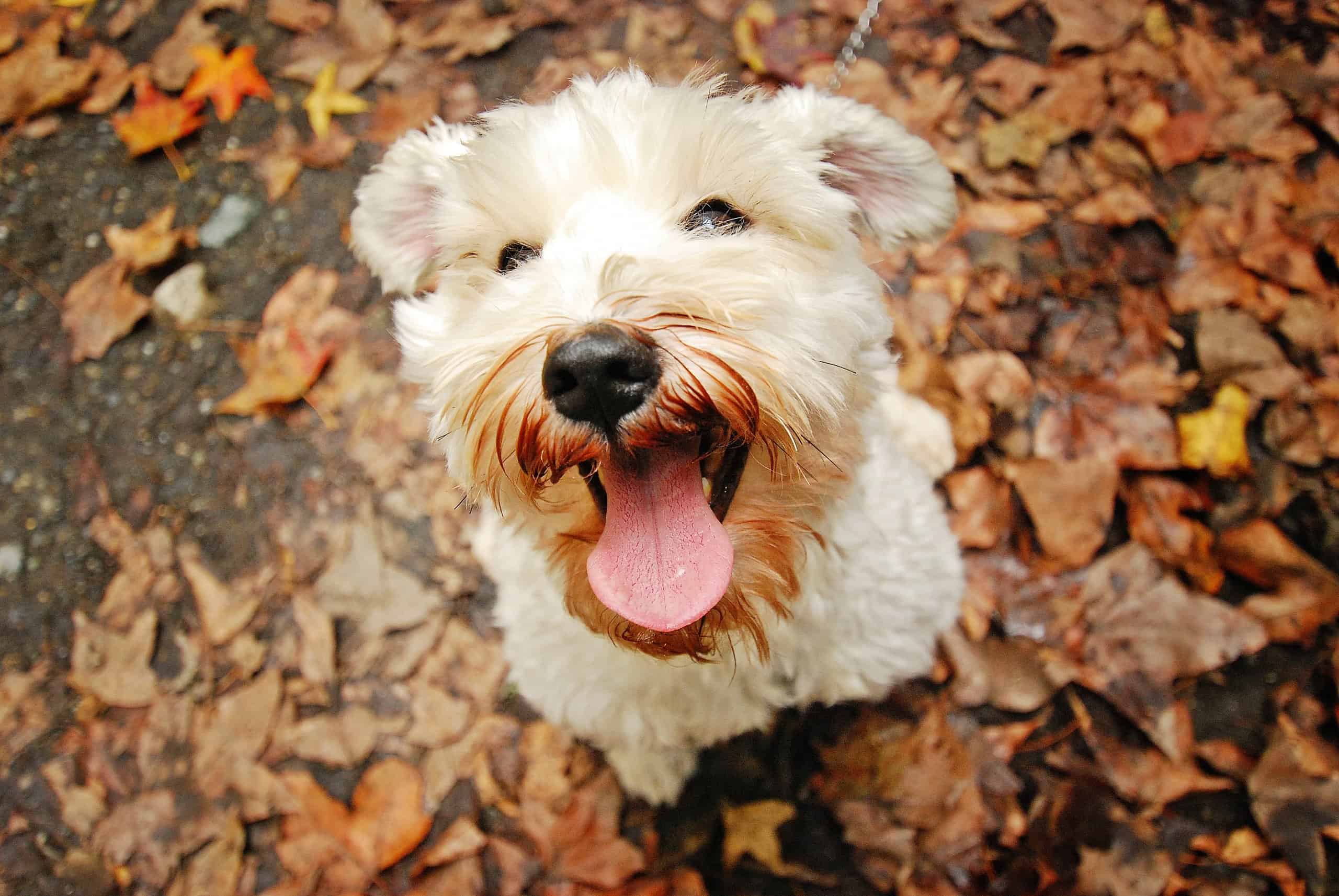 Jailbreaking Dog si libera, fa un'escursione di 2 miglia e suona il campanello di casa