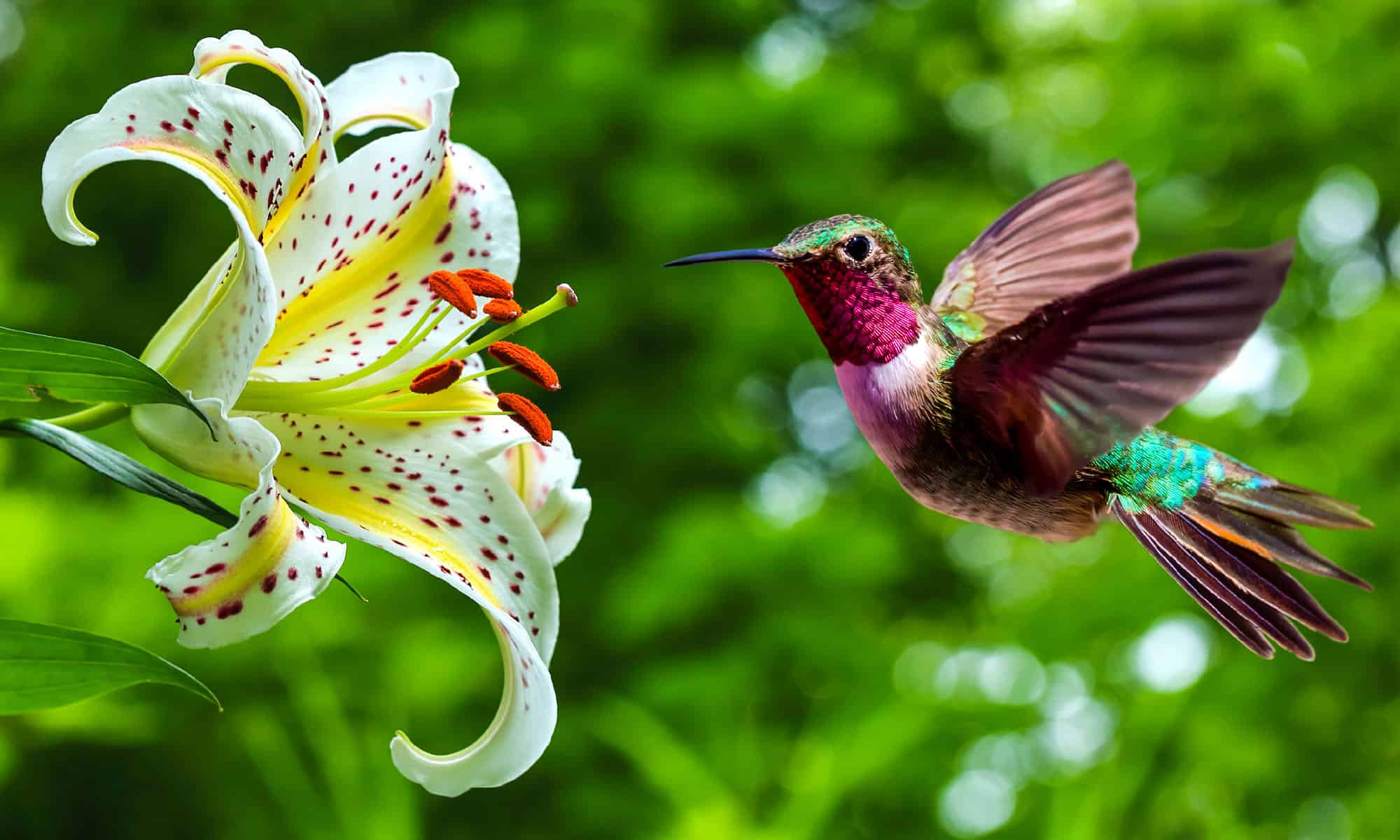 Cacca di colibrì: tutto ciò che avresti sempre voluto sapere