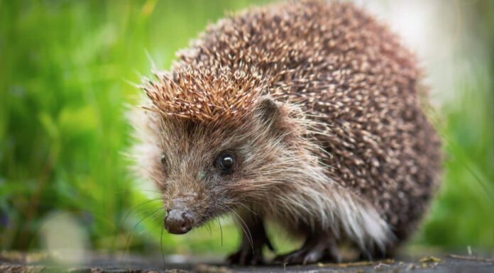 Cacca di riccio: tutto ciò che avresti sempre voluto sapere
