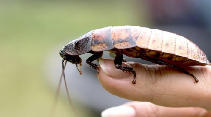 Scarafaggi alle Hawaii
