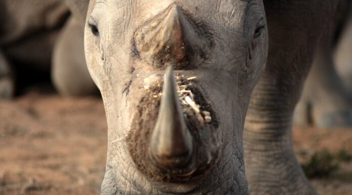 white rhinoceros with mountains in the background