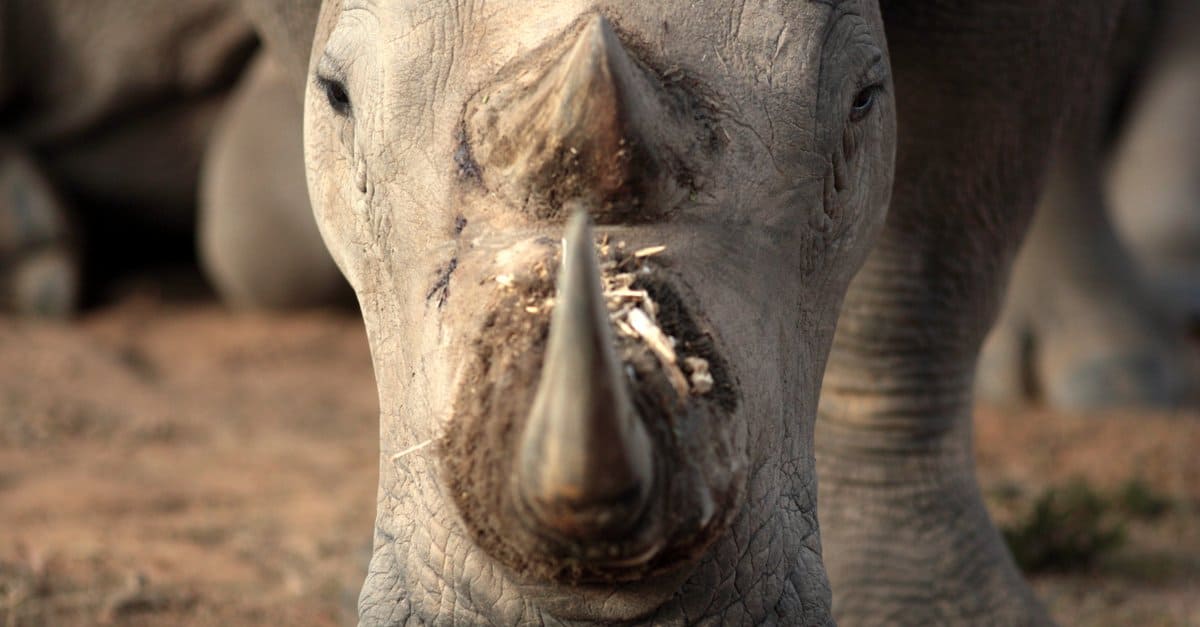 white rhinoceros with mountains in the background