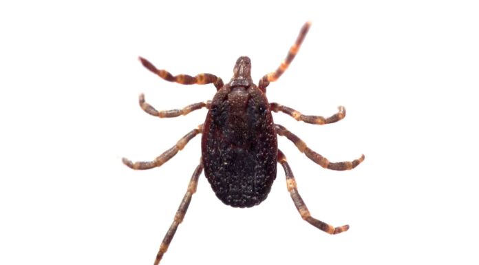 Pulci contro zecche: quali sono le loro differenze?
