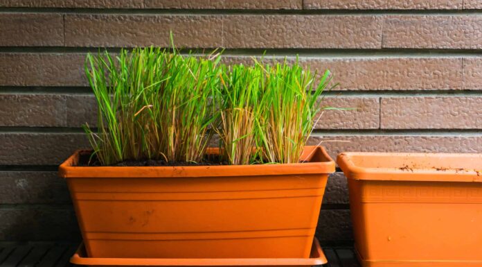 Erba di citronella vs citronella
